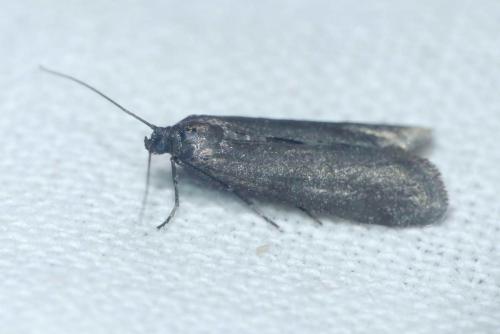 Episcythrastis tetricella