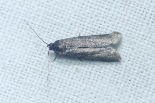 Episcythrastis tetricella