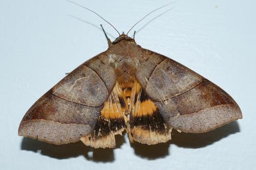 Ophiusa coronata