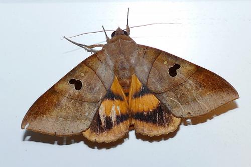 Ophiusa coronata