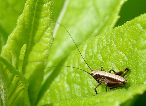 Pholidoptera griseoaptera