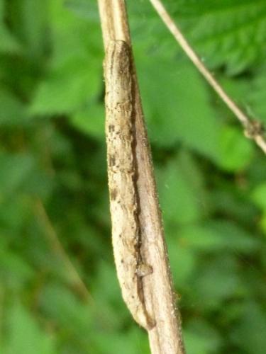 Réf. 162 928 : Alcis repandata