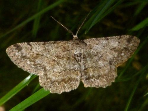 Réf. 162 929 : Hypomecis punctinalis