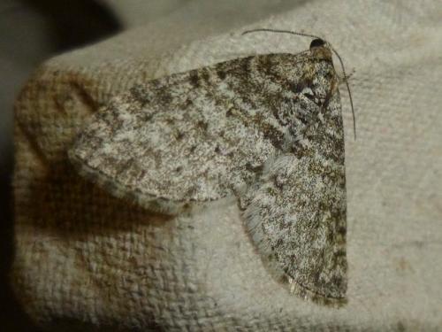 Réf. 162 927 : Lobophora halterata