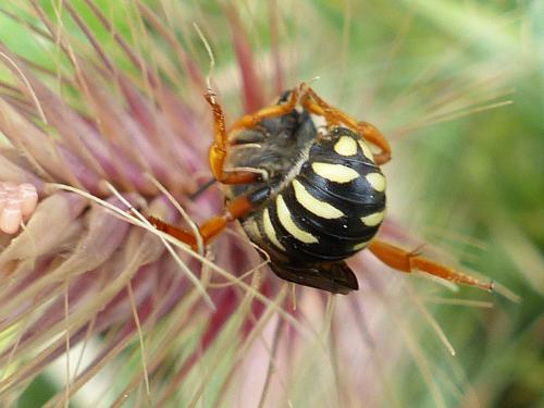 Rhodanthidium septemdentatum