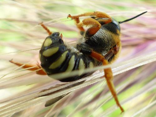 Réf. 162 419 : Rhodanthidium septemdentatum