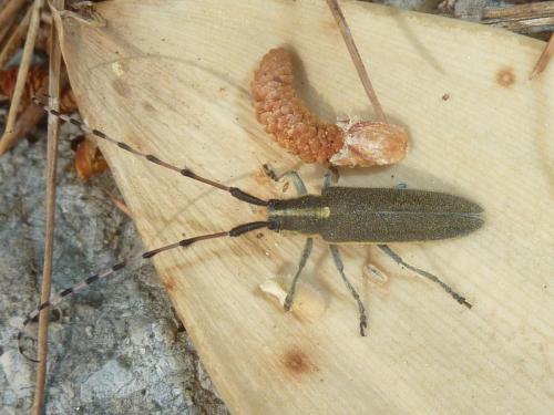 Réf. 162 367 : Agapanthia lateralis