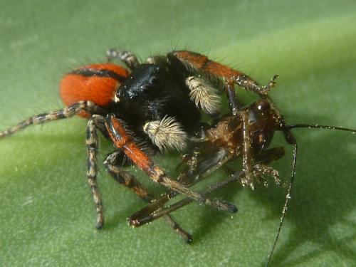 Philaeus chrysops