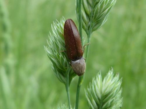 Réf. 162 200 : Athous haemorrhoidalis
