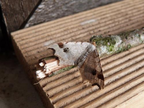 Réf. 162 284 : Macaria alternata