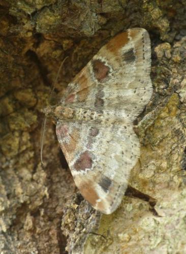 Réf. 162 258 : Xanthorhoe sp.