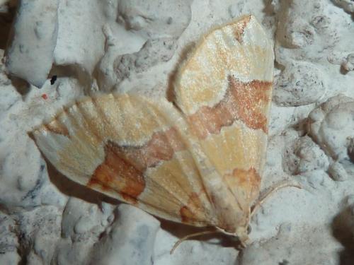 Réf. 162 555 : Cidaria fulvata