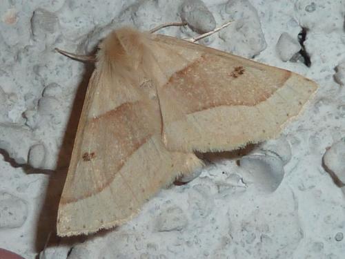 Réf. 162 549 : Crocallis elinguaria