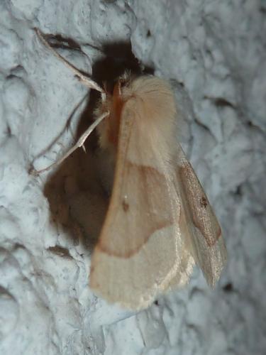 Réf. 162 550 : Crocallis elinguaria