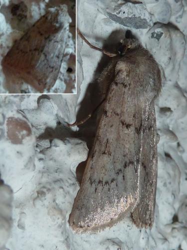 Réf. 162 562 : Epipsilia sp.