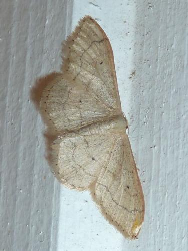 Réf. 162 597 : Idaea aversata