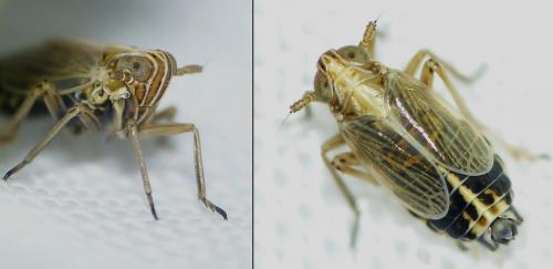 Megadelphax sordidulus