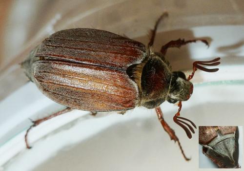 Réf. 162 418 : Melolontha hippocastani