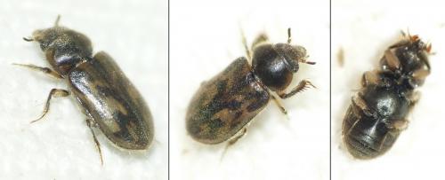 Réf. 162 330 : Heterocerus fenestratus