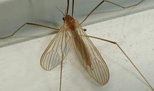 Réf. 162 774 : Erioptera lutea
