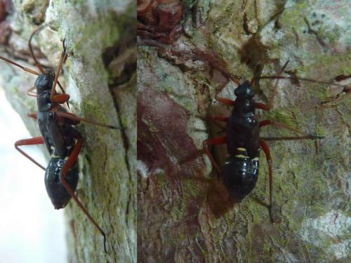 Miris striatus