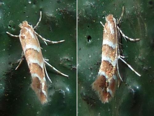 Réf. 162 039 : Cameraria ohridella