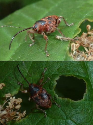 Réf. 162 236 : Curculio glandium