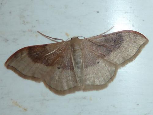 Réf. 162 149 : Idaea degeneraria