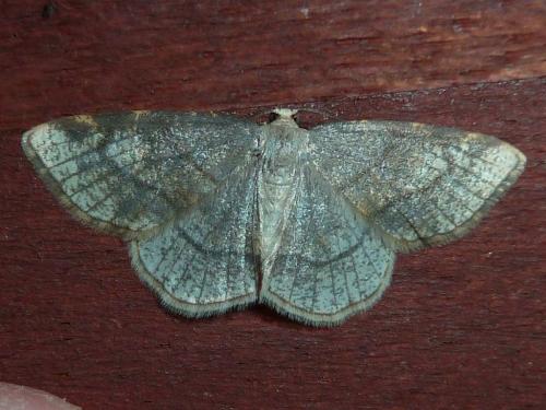 Réf. 162 465 : Stegania trimaculata