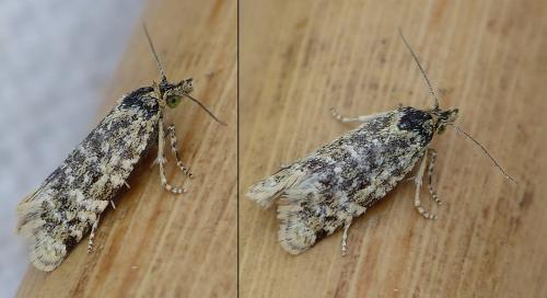 Aethes williana