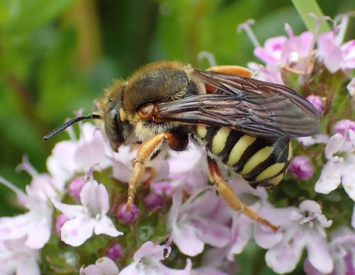 Réf. 162 485 : Rhodanthidium septemdentatum