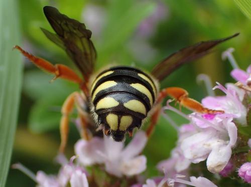 Réf. 162 487 : Rhodanthidium septemdentatum