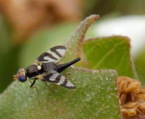 Réf. 162 919 : Urophora quadrifasciata