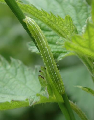 Réf. 162 948 : Amphipyra tragopoginis
