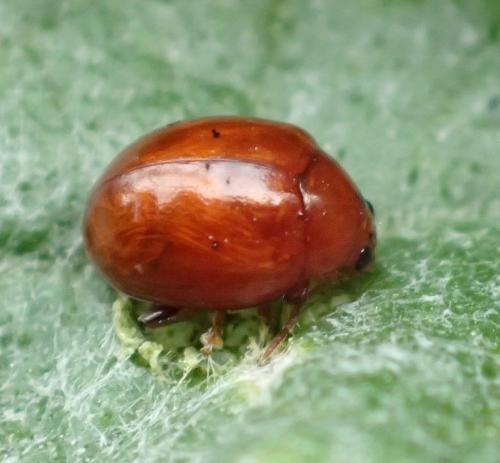 Réf. 162 882 : Sphaeroderma rubidum