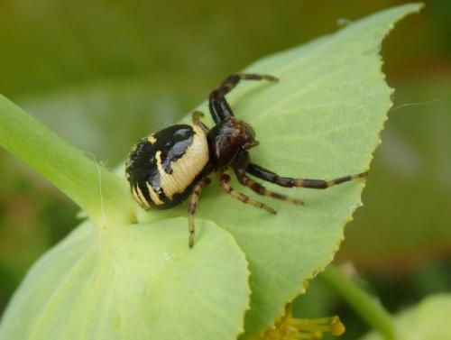 Réf. 162 253 : Synema globosum
