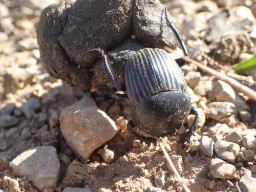 Réf. 162 422 : Scarabaeus laticollis