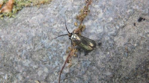 Réf. 162 523 : Adela reaumurella
