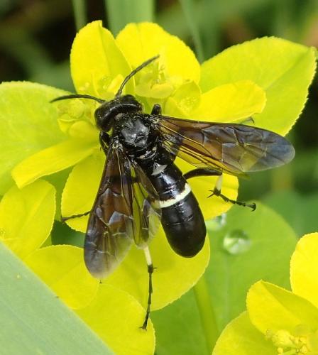Cephaledo bifasciata bifasciata