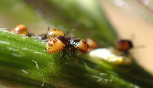 Eurydema sp.