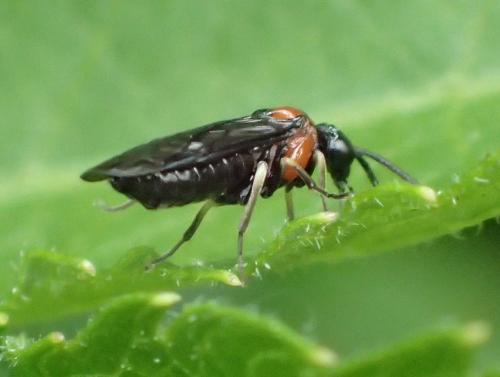 Réf. 162 327 : Eutomostethus ephippium
