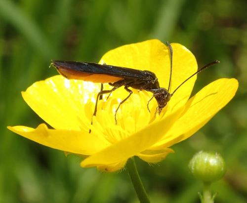 Calameuta pygmaea