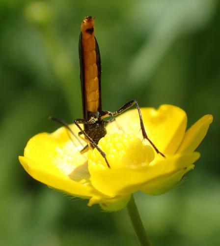 Réf. 162 333 : Calameuta pygmaea