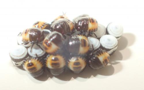 Réf. 162 336 : Eurydema sp.