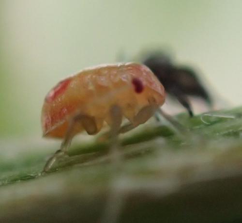 Réf. 162 410 : Eurydema sp.