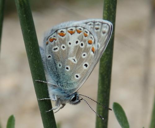 Réf. 162 648 : Polyommatus sp.