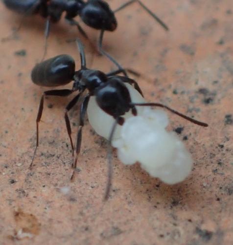 Tapinoma sp.