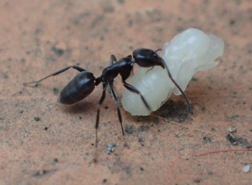 Tapinoma sp.