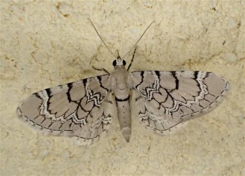 Réf. 162 829 : Eupithecia venosata