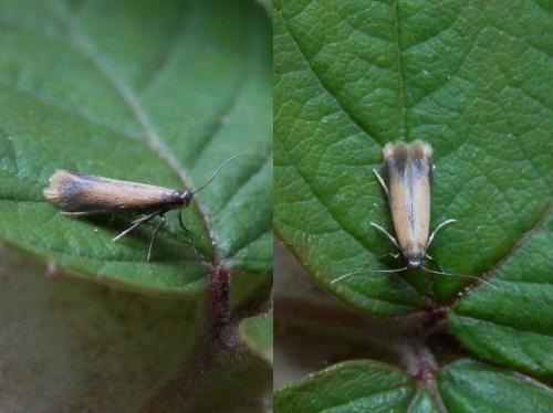 Coptotriche marginea